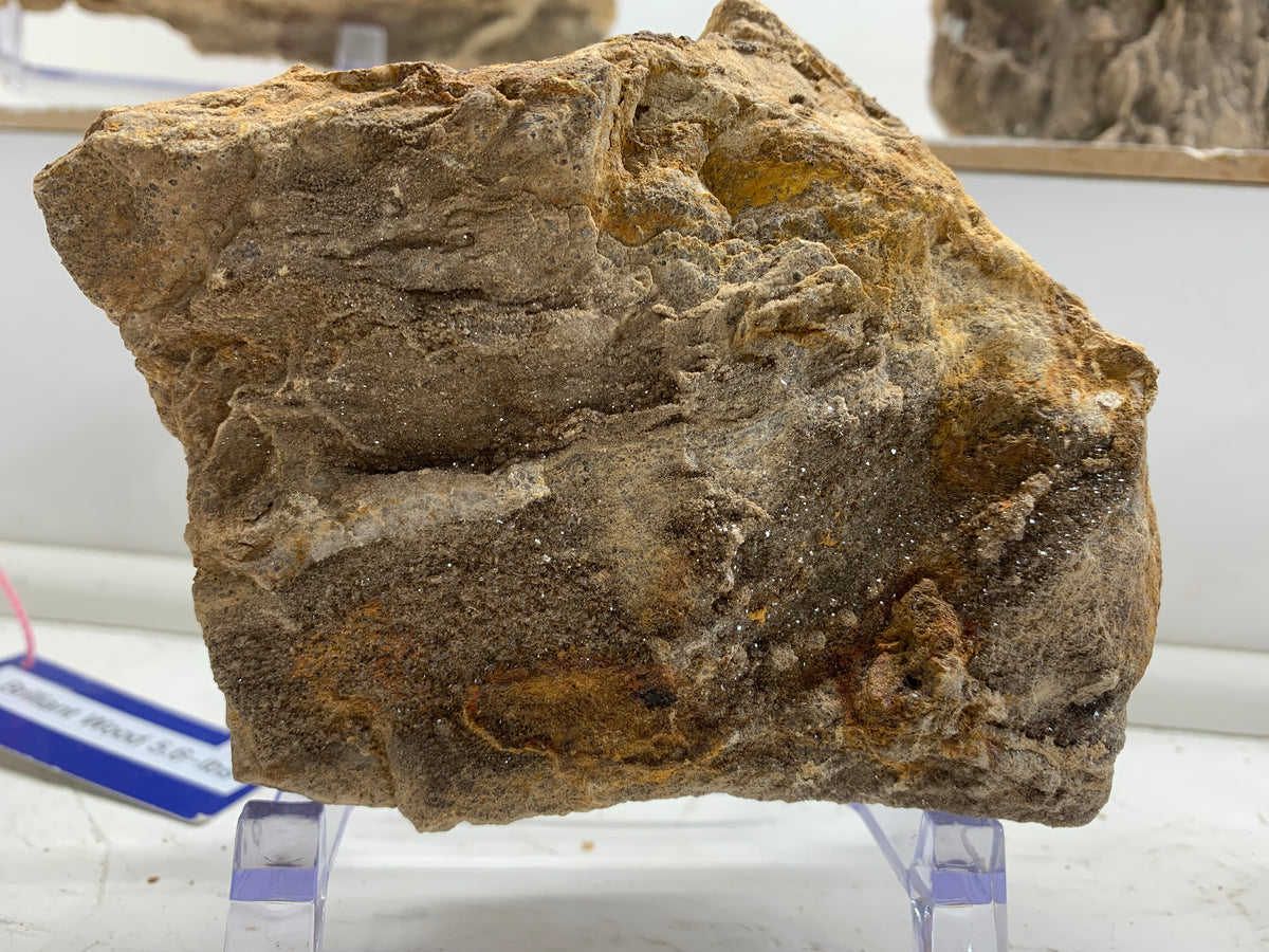 Natural grain and texture on Alabama Brilliant Wood specimen
