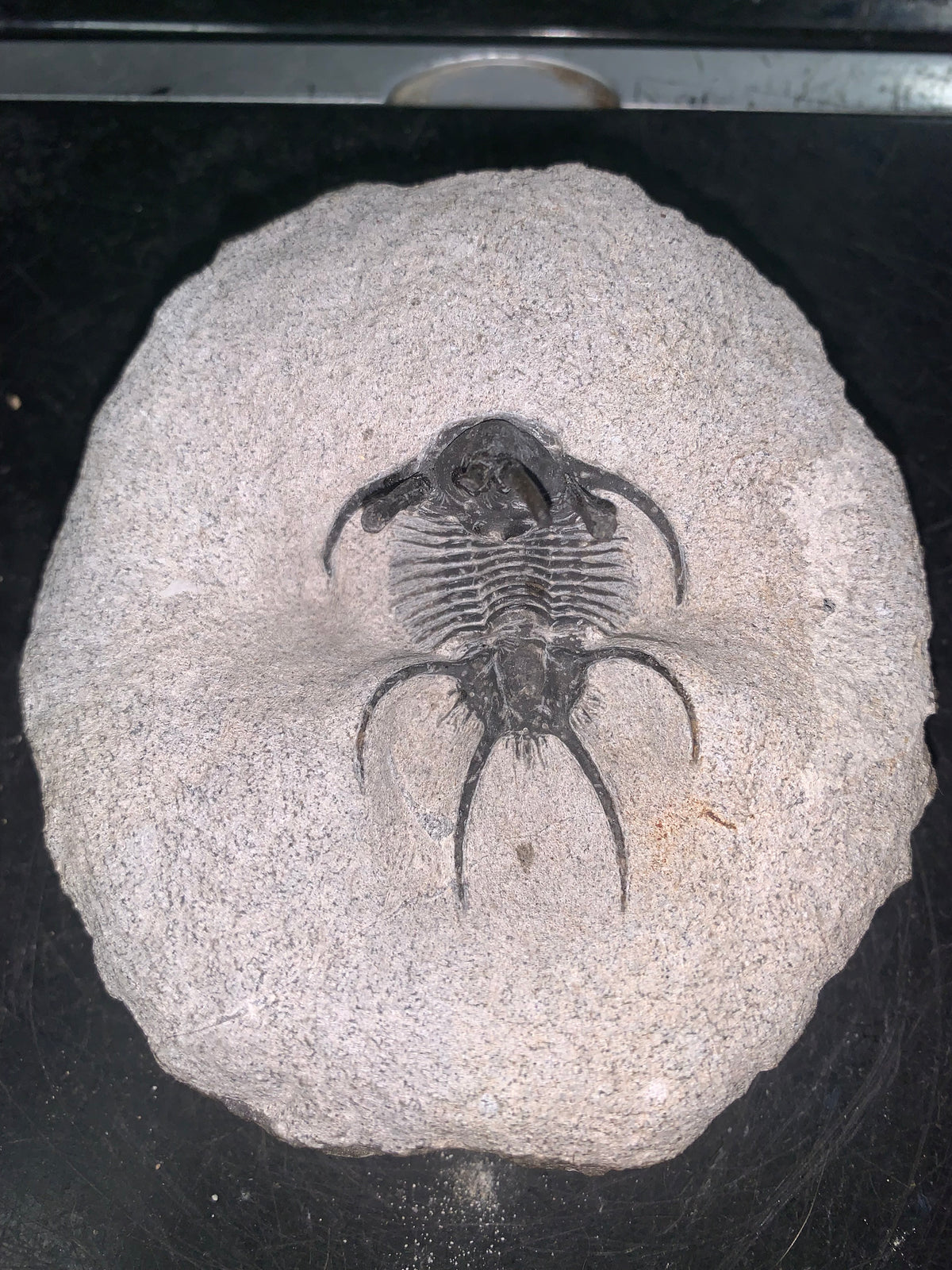Prepared Ceratarges trilobite fossil with prominent spines preserved in light-colored matrix.