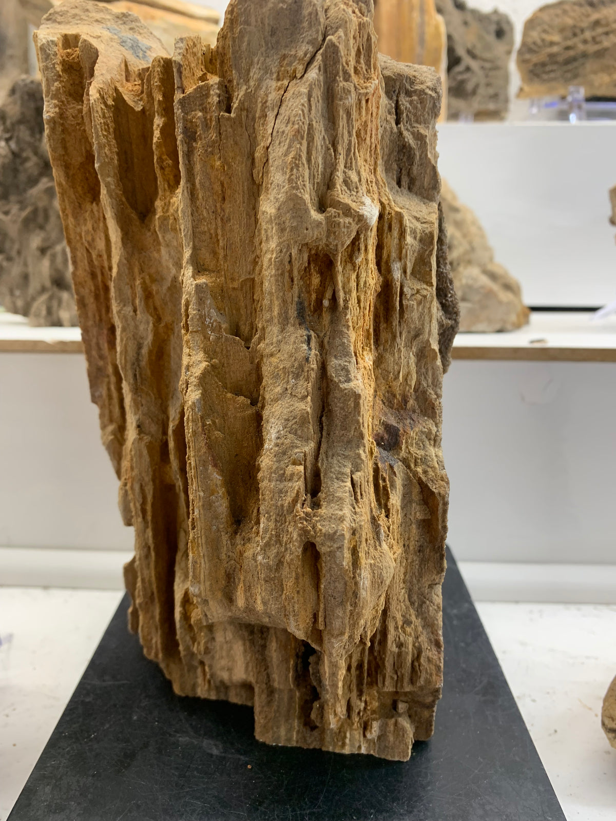 Side view of 7.7 lb Alabama Brilliant Wood petrified wood specimen