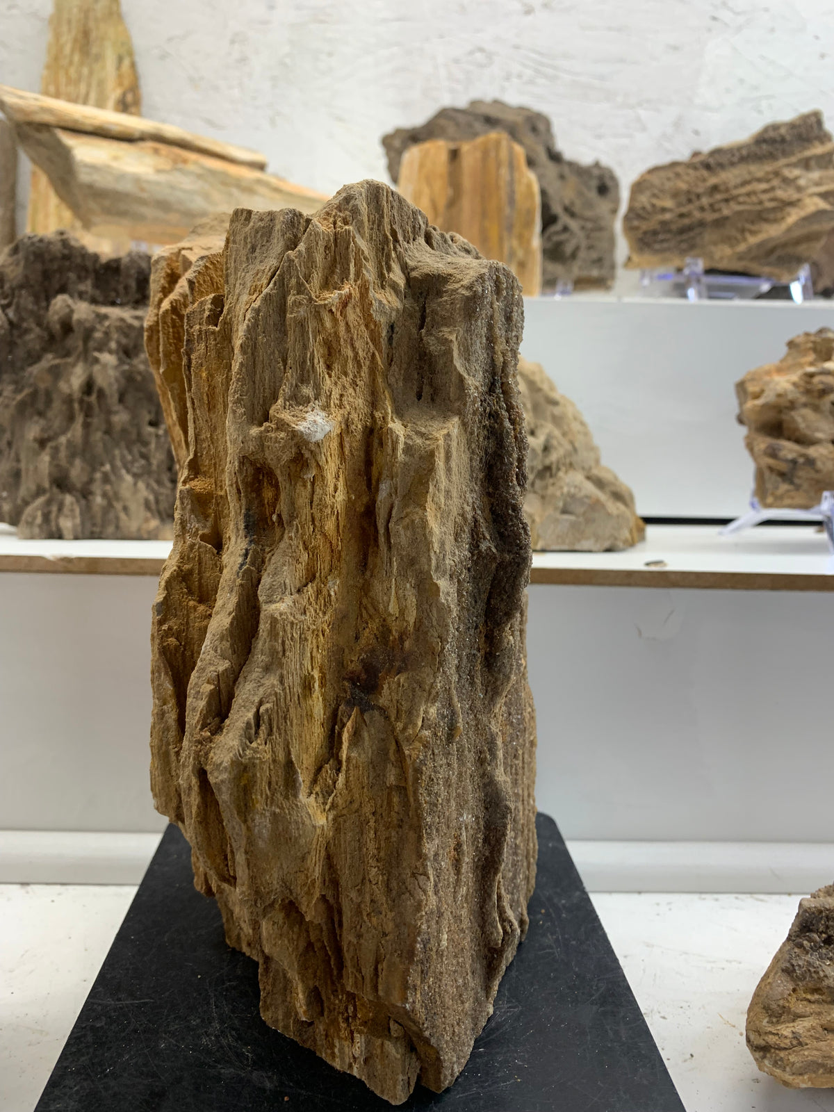 Alabama Brilliant Wood – 7.7 lb Petrified Wood Specimen