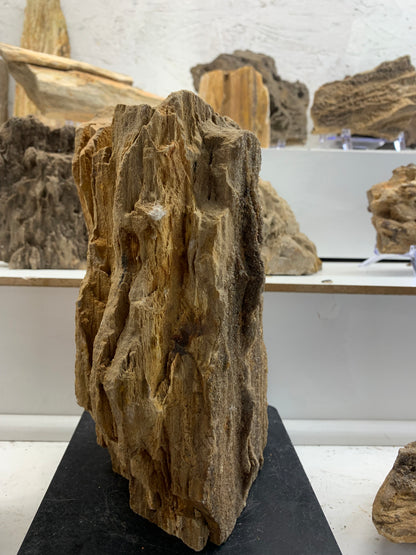 Alabama Brilliant Wood – 7.7 lb Petrified Wood Specimen