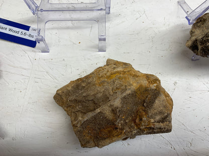 1.5 lb Alabama Brilliant Wood petrified wood specimen