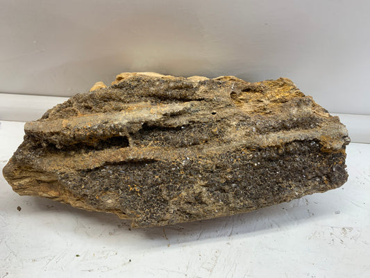 Alabama Brilliant Wood petrified wood specimen with layered natural wood texture