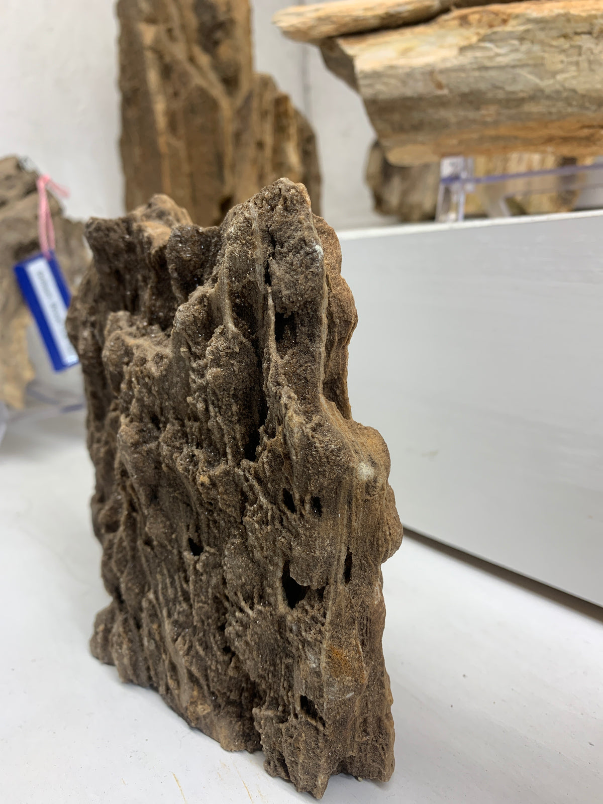 Side view of Alabama Brilliant Wood 2.4 lb petrified wood specimen