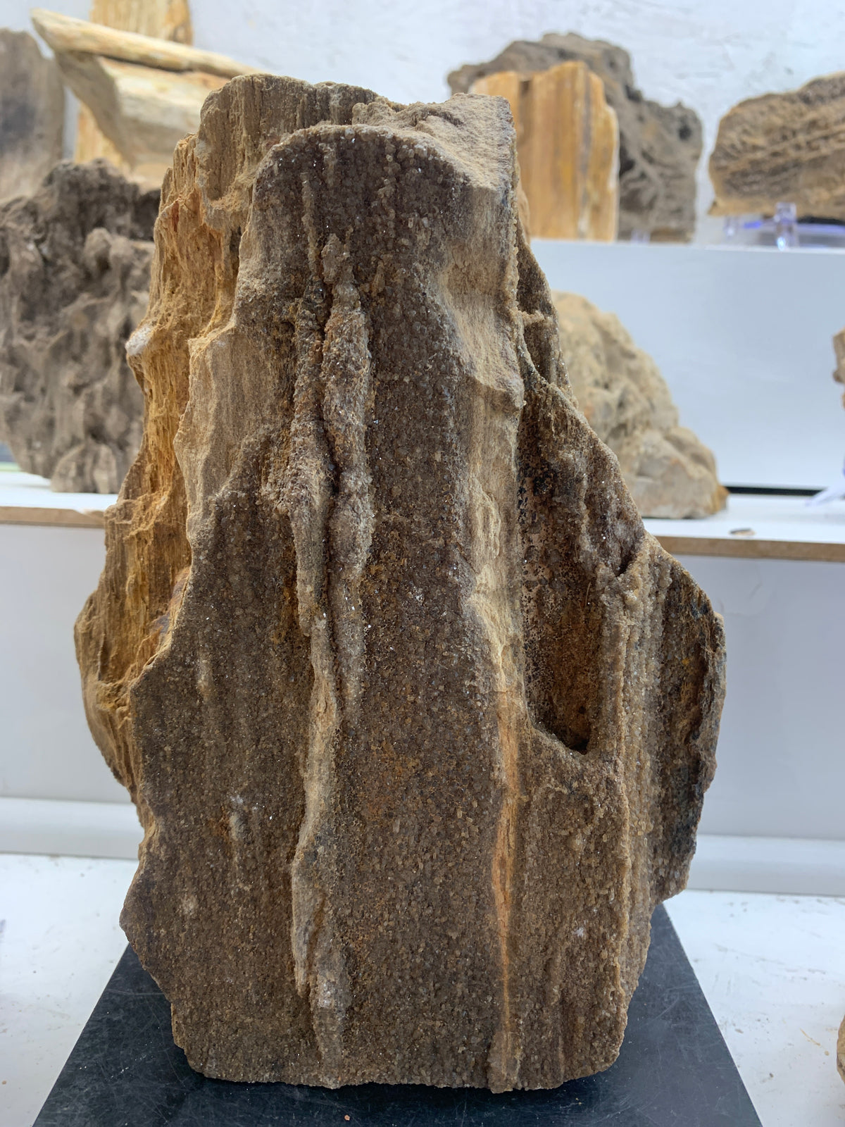 Alabama Brilliant Wood – 7.7 lb Petrified Wood Specimen