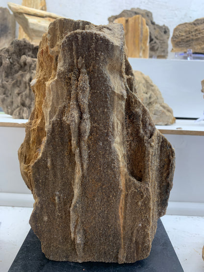 Alabama Brilliant Wood – 7.7 lb Petrified Wood Specimen