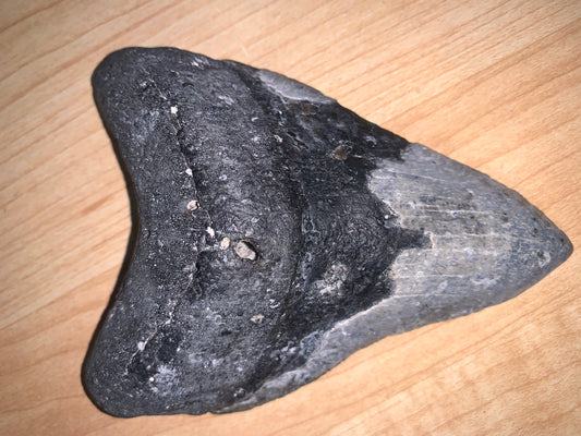 Genuine 4-inch Megalodon shark tooth fossil from the United States displayed on a wooden surface at Earthforged Rock Shop.