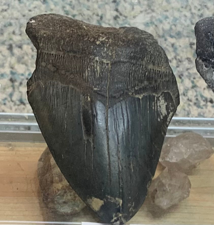 Genuine 5-inch Megalodon shark tooth fossil from the United States with a dark fossilized crown and naturally worn edges.