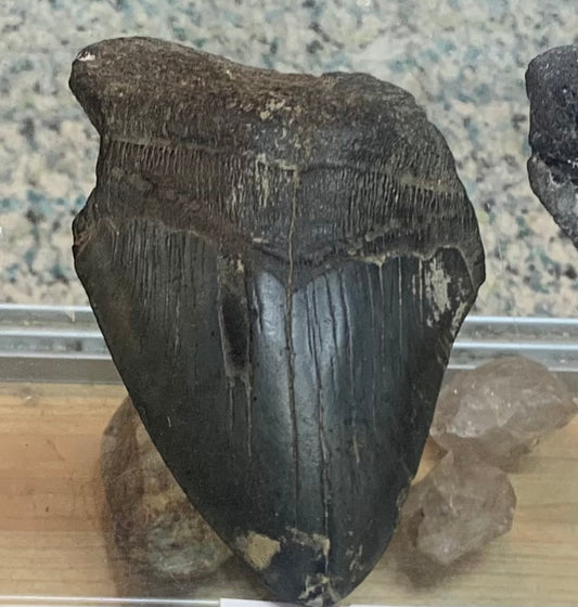 Genuine 5-inch Megalodon shark tooth fossil from the United States with a dark fossilized crown and naturally worn edges.
