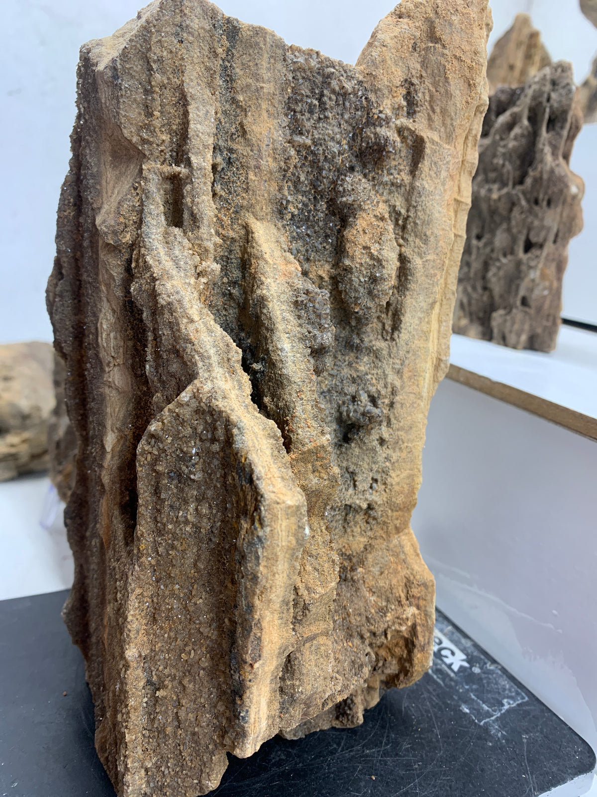 Alabama Brilliant Wood – 7.7 lb Petrified Wood Specimen