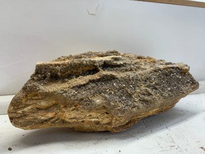 Alabama Brilliant Wood – 1 lb 13 oz Petrified Wood Specimen