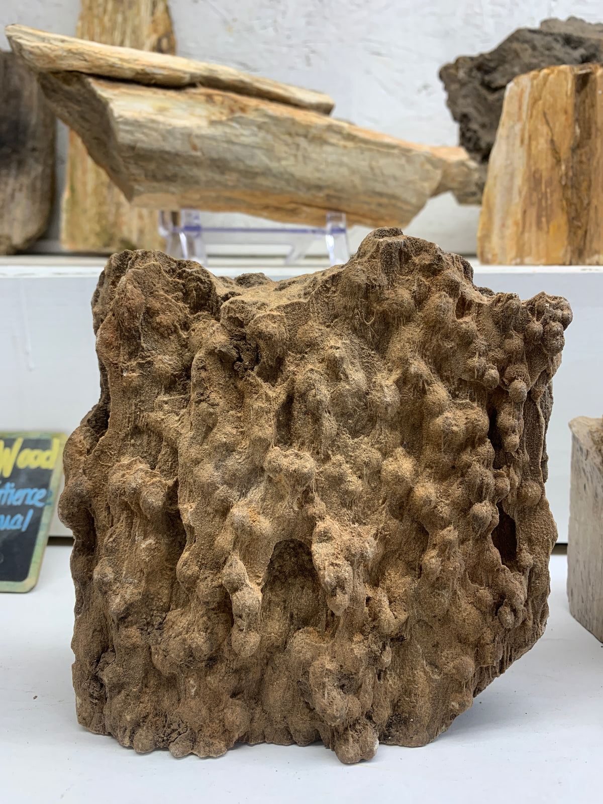 Back view showing preserved texture of Alabama Brilliant Wood