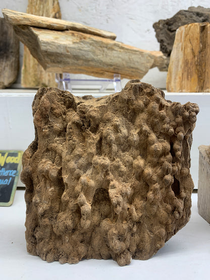 Back view showing preserved texture of Alabama Brilliant Wood