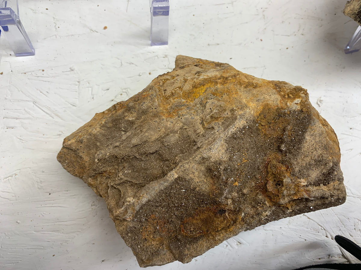 Natural grain and texture on Alabama Brilliant Wood specimen