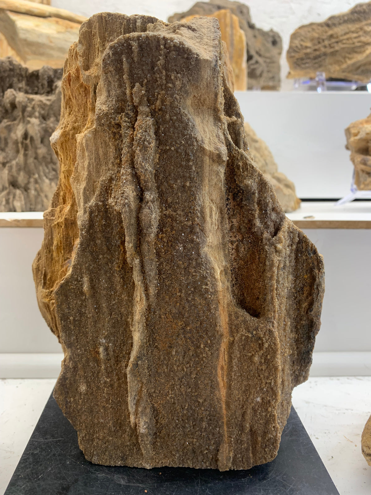 7.7 lb Alabama Brilliant Wood petrified wood collector specimen