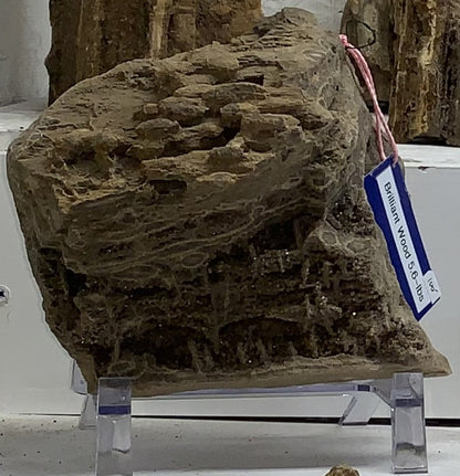 Alabama Brilliant Wood petrified wood specimen with smoky quartz crystals
