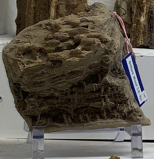 Alabama Brilliant Wood petrified wood specimen with smoky quartz crystals