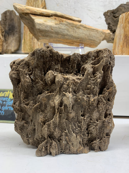 2.4 lb Alabama Brilliant Wood petrified wood collector specimen