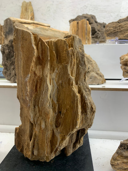 - Close view of natural texture on Alabama Brilliant Wood specimen