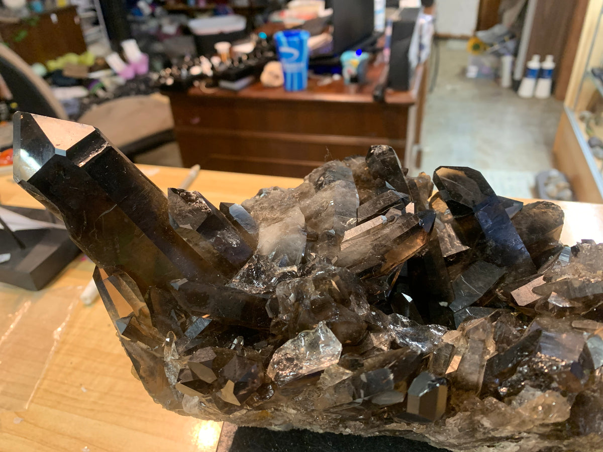 Large natural smoky quartz crystal cluster with numerous dark brown to black quartz points at Earthforged Rock Shop.